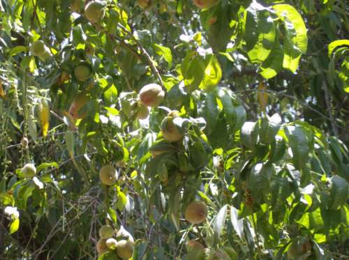 Peaches