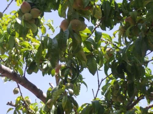 Peaches 2